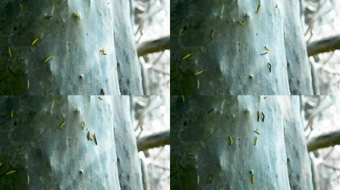 Catepillar蝴蝶幼虫蠕虫在覆盖在web的树表面爬行特写