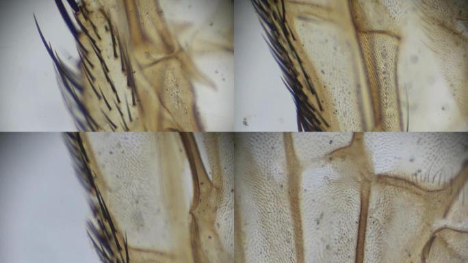 显微镜下的房子飞的翅膀