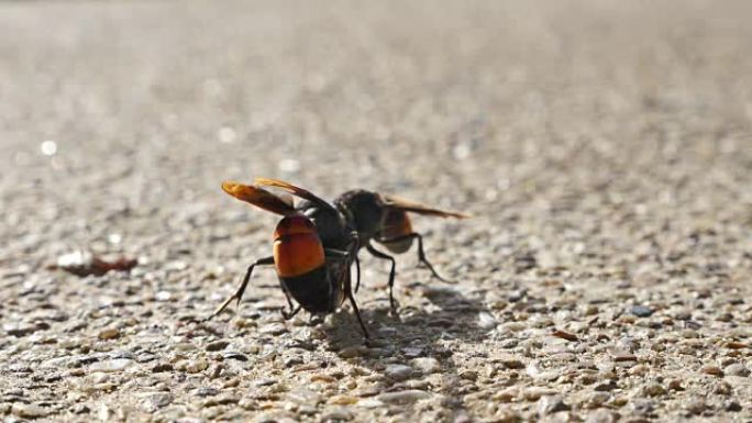 黄蜂正在吃一只死虫子