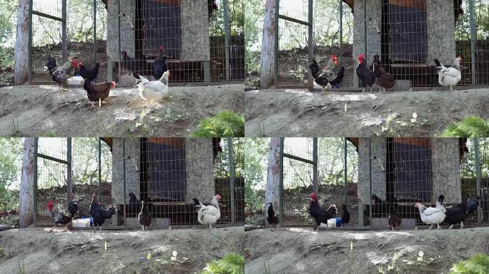 家庭院子里的鸡