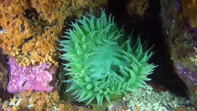 阿拉斯加海洋水下背景海底的绿色海葵。