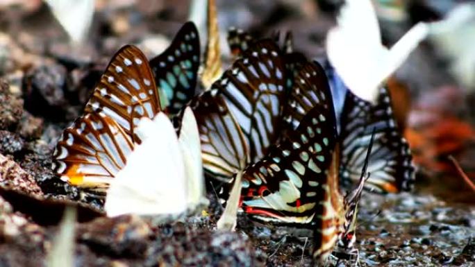 考艾国家公园地面上的蝴蝶群