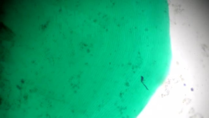 光学显微镜下的鱼鳞