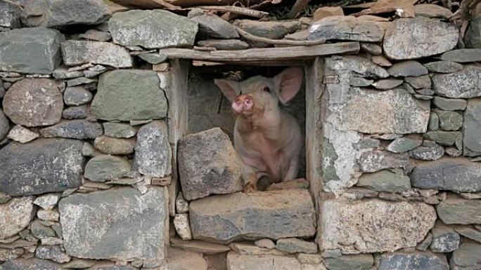 有趣的猪从圣安托-佛得角群岛的猪圈窗外望去