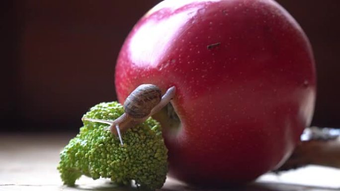 蜗牛爬过红苹果和绿色西兰花，可爱的动物，电影背景