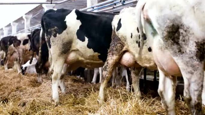 牛在农场谷仓农业中吃干草。农业农场谷仓里的奶牛。