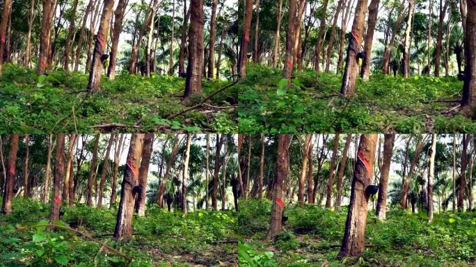 橡胶树 (巴西橡胶树) 攻丝汁液