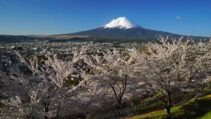 日本风景山富士樱花