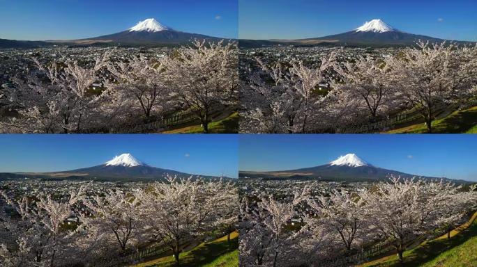 日本风景山富士樱花