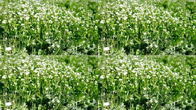 绿色草地上的白花