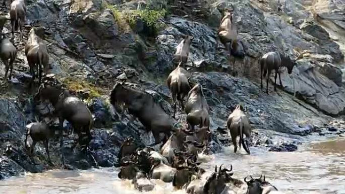 肯尼亚的大牛羚迁徙