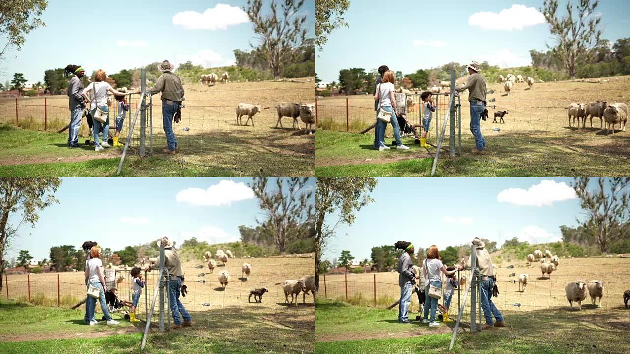 农场工人向一个家庭展示他的羊