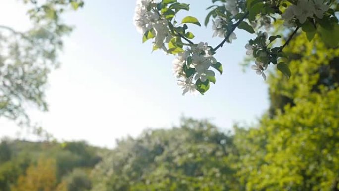 从树上掉下来的花瓣，阳光明媚的夏天，慢动作