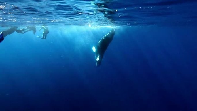 年轻的座头鲸小牛在海洋的阳光下靠近水下潜水员群。