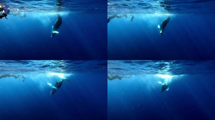 年轻的座头鲸小牛在海洋的阳光下靠近水下潜水员群。