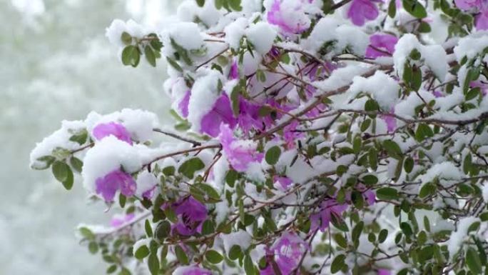 西伯利亚晚春降雪下的杜鹃花