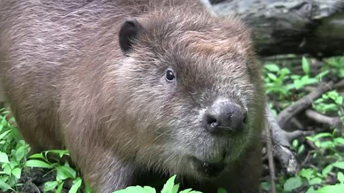 Beaver eating in natural environment