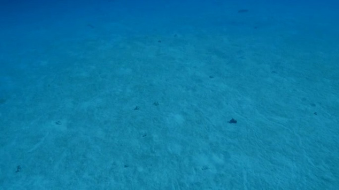 在深海的沙滩上潜水，隐藏着鳗鱼