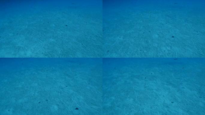 在深海的沙滩上潜水，隐藏着鳗鱼