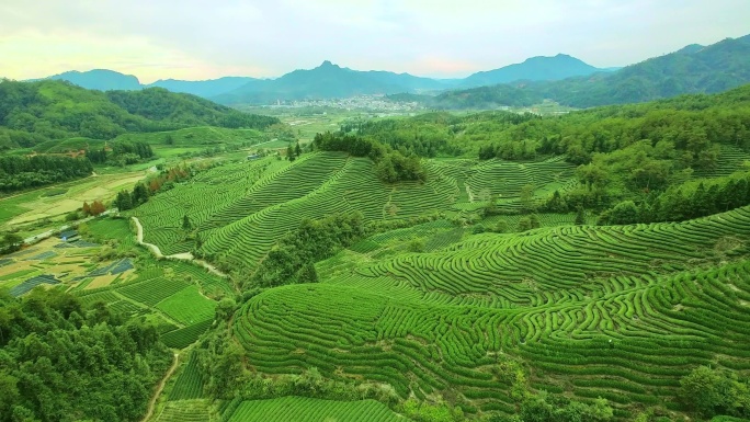 航拍武夷山燕子窠生态茶园、茶山、岩茶山场