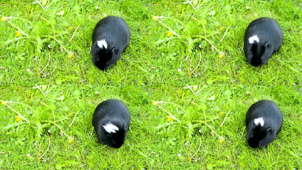 豚鼠在草地上吃东西。