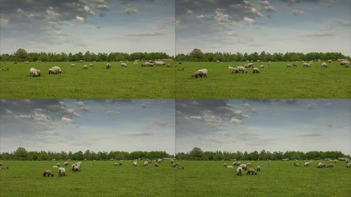 汉诺威郊区的放牧绵羊群