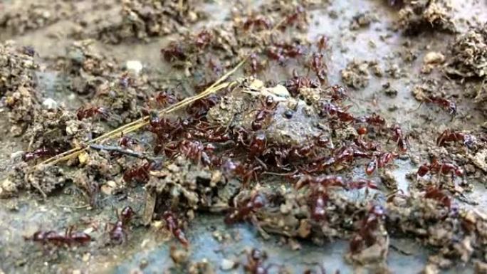 食物链蚂蚁吃蚯蚓