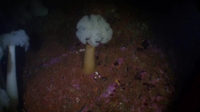 阿拉斯加海洋水下背景海底的白色actinia海葵。