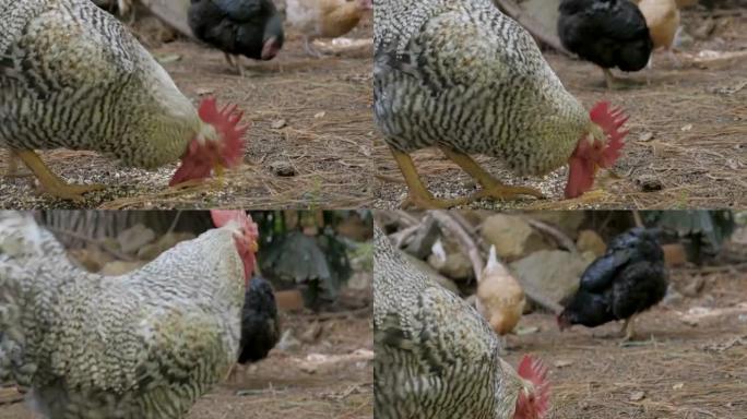 三个不同品种的鸡抓挠和吃饲料的特写