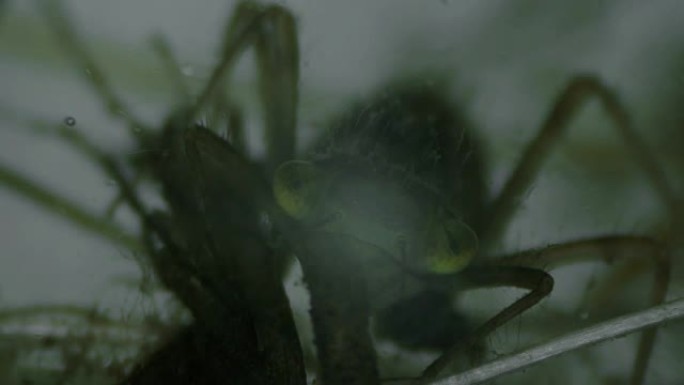 蜻蜓的幼虫在显微镜下捕获并吃了微生物