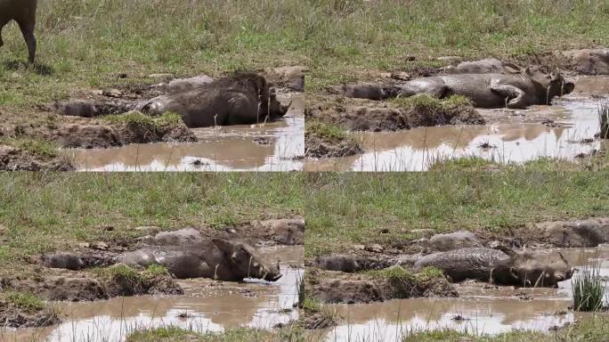 疣猪，phacochoerus aethiopicus，一对有泥浴，肯尼亚内罗毕公园，实时4K