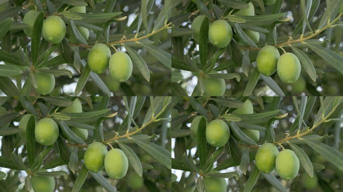 地中海花园中的绿橄榄
