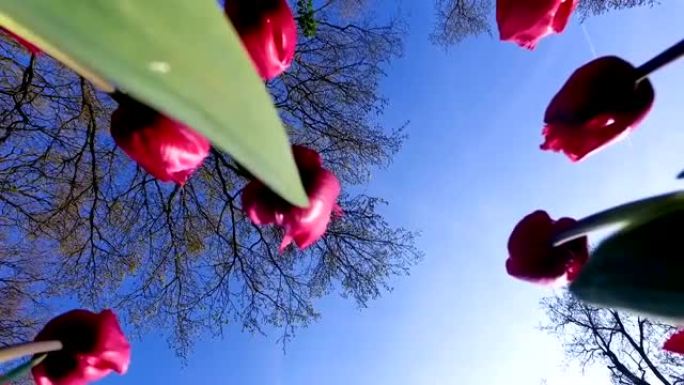 郁金香花madalyn