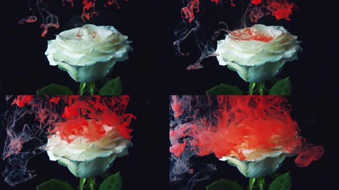 浓浓的红烟落在白玫瑰的花瓣上。