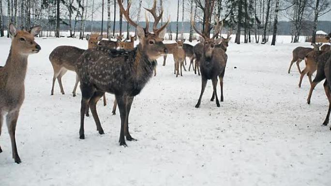 鹿食等待。鹿从森林里出来吃东西。可爱的鹿在冬天以生物站为食。动物保护