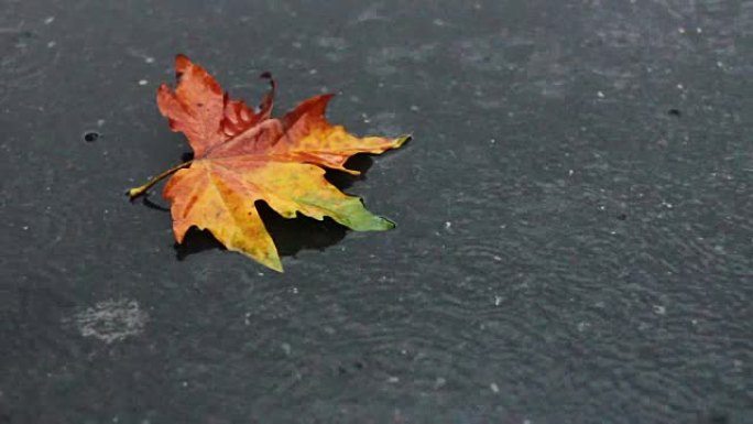 秋雨水坑