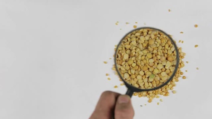 用放大镜增加干豌豆，研究谷物的品质
