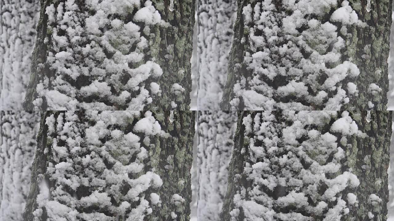 江原道江陵市松树树林上的积雪