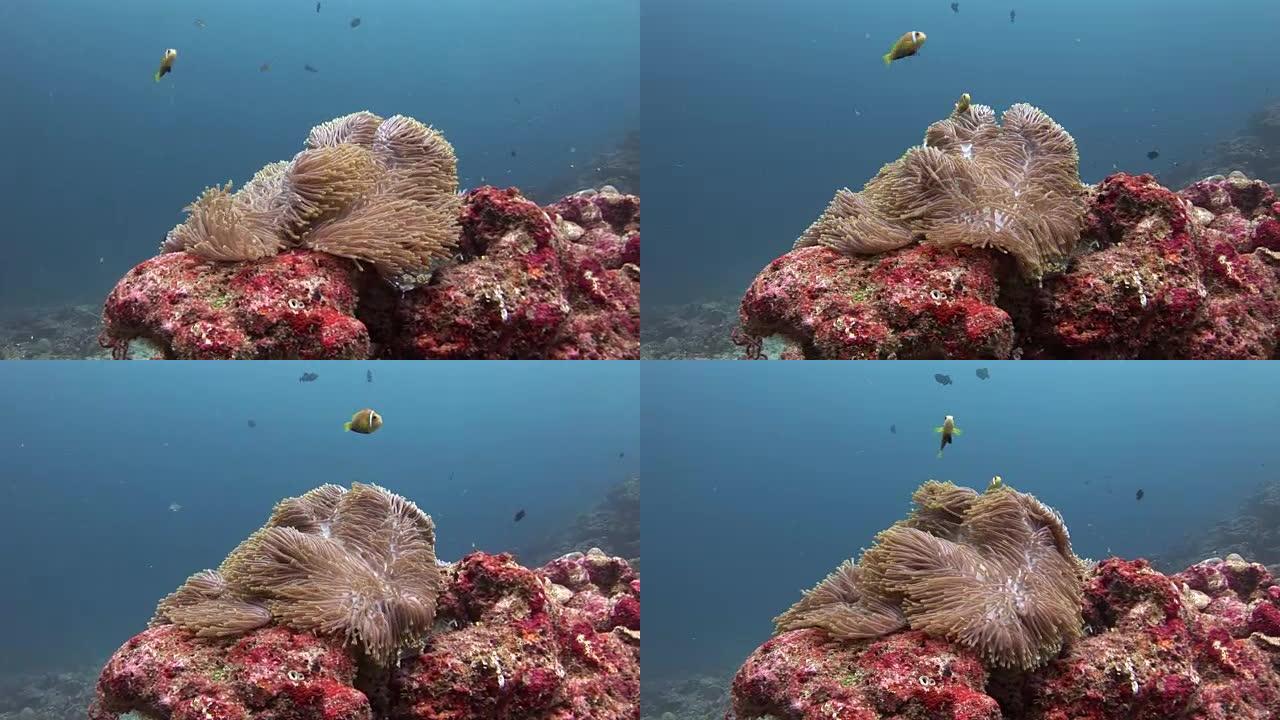 马尔代夫野生动物海底的海葵和小丑鱼。