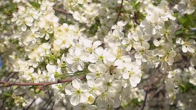 慢动作。美丽盛开的樱桃和蜜蜂收集花蜜。