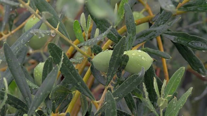 橄榄树树枝被雨淋湿了