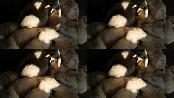 小新羊睡着了，在梦中抽搐
