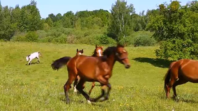 夏天在绿色草地上跑马