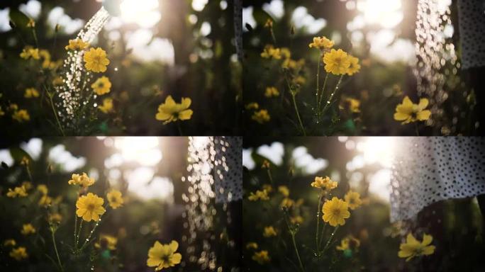 女孩用太阳浇灌黄色花树