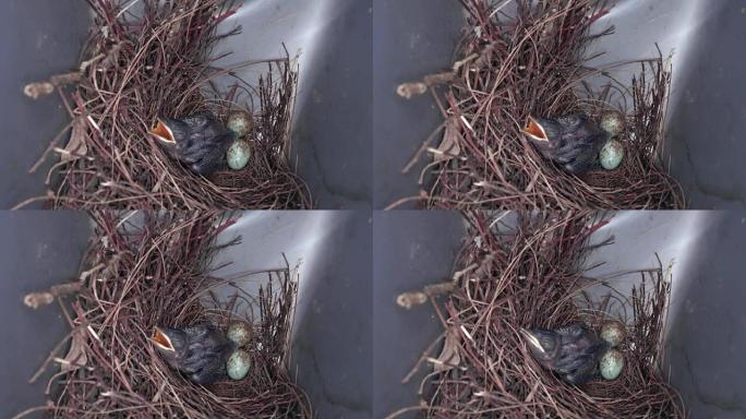 黑色和白色的长尾巴鸟或 “东方喜罗宾” 的幼鸟和卵在巢中等待母亲的喂食，特写镜头