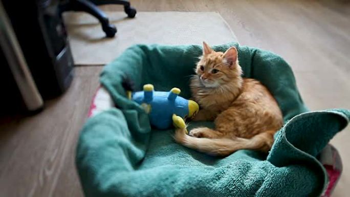 可爱的姜小猫和蓝色玩具牛在床上打瞌睡。蓬松的宠物有一个小睡拥抱最喜欢的玩具