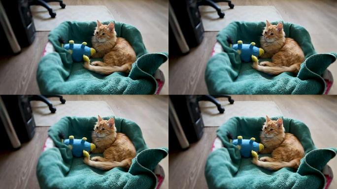 可爱的姜小猫和蓝色玩具牛在床上打瞌睡。蓬松的宠物有一个小睡拥抱最喜欢的玩具