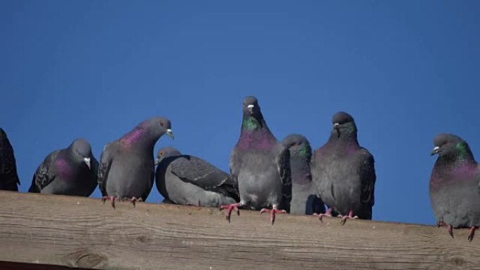 一些野鸽的鸽子坐在房子的屋顶上。鸽子鸟在蓝鸽天空背景