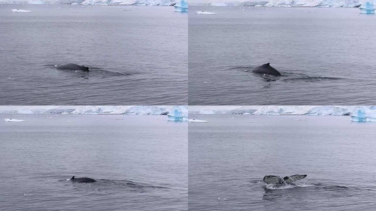 南极的座头鲸