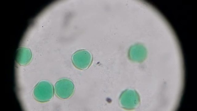 显微镜下油菜花花粉